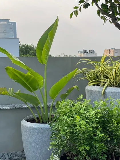 A close-up of the terrace corner, showing a Traveller's Palm and other green plants. The combination of different leaf shapes and sizes adds texture and interest.