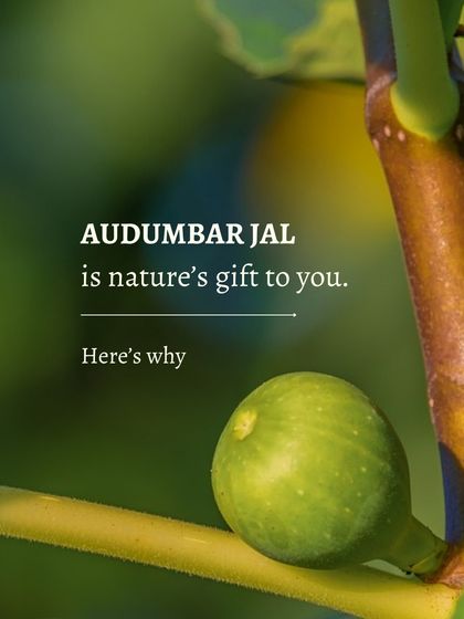 Audumbar Jal, or cluster fig water, is nature's gift to you. It is a key ingredient in my cleanser for its soothing and hydrating properties.