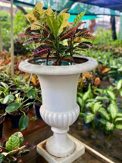 This Petra Croton is placed in an ornate white pedestal planter, creating a classic and elegant look. Crotons are believed to channel good energy in the home.