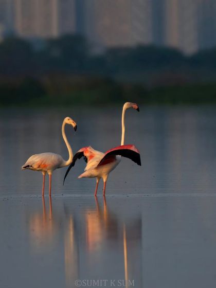 The flamingos and their reflections against the urban backdrop, a poignant image of nature's resilience.
