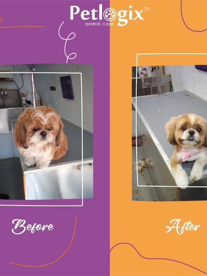 A flawless cut for this Shih Tzu. The before and after shows a significant improvement in both style and cleanliness.