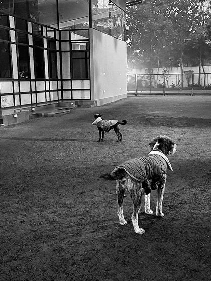 Duke and Mickey exploring the yard together. We ensure our senior guests have safe and comfortable exercise tailored to their abilities.