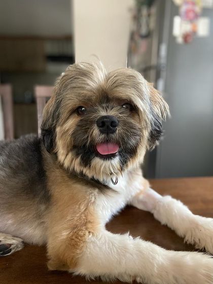 PL Paws - Animal Rescue & Rehabilitation Happy Tails: Our Adoption Stories photo 36