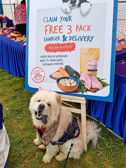 This fluffy chow chow is posing perfectly with our offer sign. He knows a good deal when he sees one!