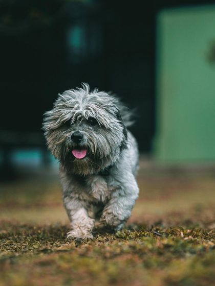 Fluffy is the perfect name for this little guy. He's a bundle of joy and fur, and he loves trotting around the daycare like he owns the place.