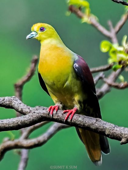 A wider shot of the Wedge-tailed Green Pigeon, showing its posture on a branch against a soft green background.