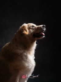 Fine Art Pet Photography