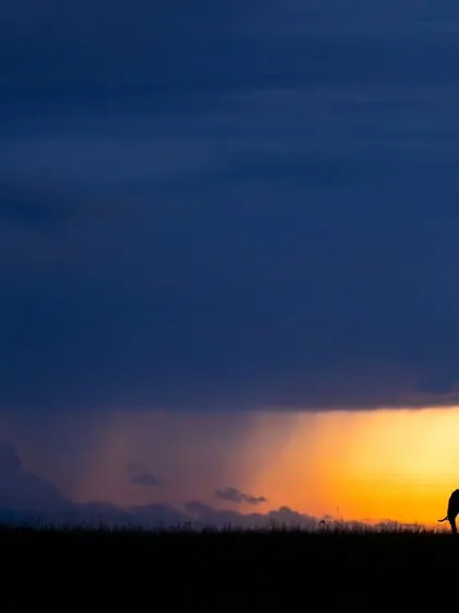 The Kenyan sky is a painting, and we are just there to frame it. Here, an elephant walks under a dramatic sky at dusk in the Masai Mara. This is a moment of pure silhouette magic, where gold and blue tell the story.