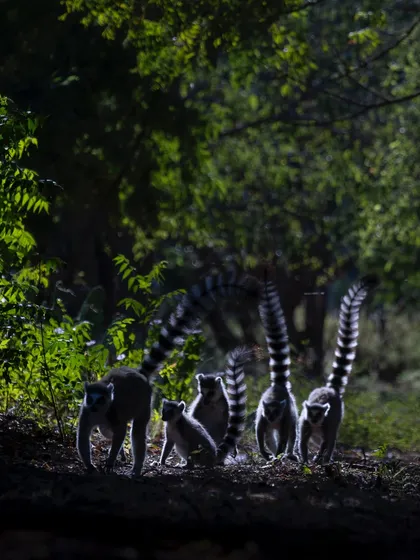 A troop of Ring-Tailed Lemurs caught in a sliver of light in the spiny forests of Madagascar. The backlighting highlights their iconic striped tails and creates a sense of mystery.