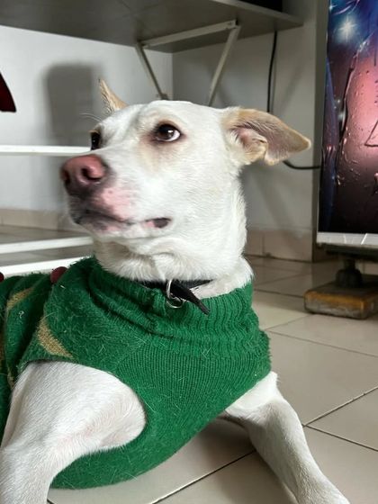 These additional photos showcase the variety of wonderful dogs I have the pleasure of caring for, each with their own unique charm and personality. From playful moments to quiet cuddles, every interaction is special.