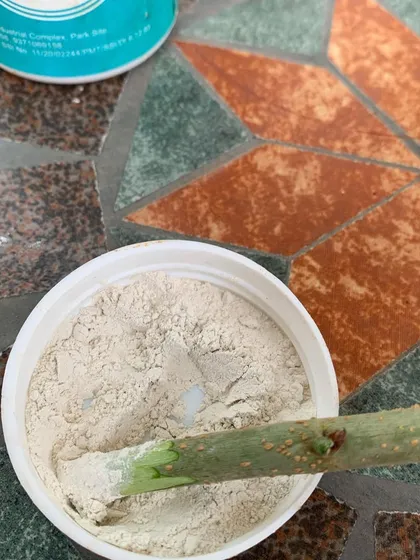 Dipping a cutting into rooting hormone. This simple step significantly increases the success rate of growing new plants from cuttings.