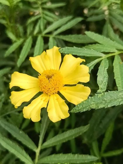 A gallery of the many different flowers I have successfully grown, showing a wide range of colors and types.