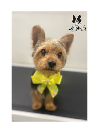 Furrybells Pet Grooming - Pet Grooming (Dogs & Cats) Breed-Specific Dog Styles photo 65