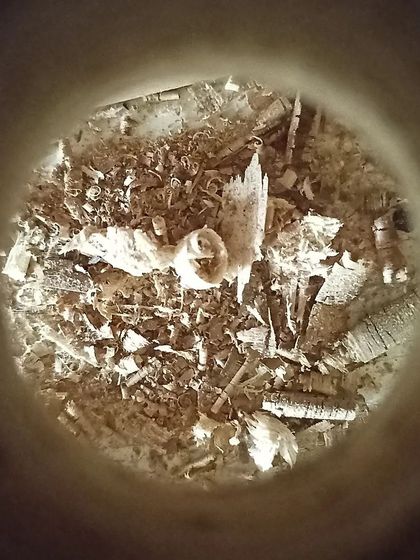 A view from inside my dust collection system. This is what's left behind after a busy day of cutting, shaping, and sanding.