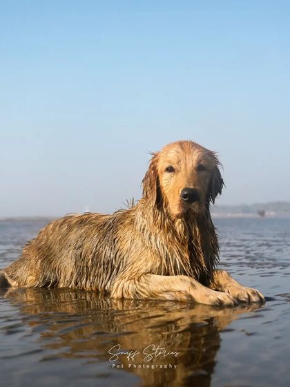 Sniff Stories - Pet Videography Paws, Splashes, and Muddy Noses photo 25