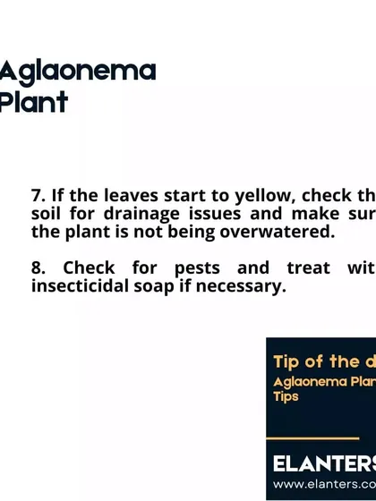 Aglaonema Care Part 4: If the leaves start to yellow, check for overwatering. I can also help you identify and treat any common houseplant pests.
