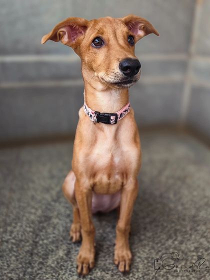 Govind Raj - Pet Photography Celebrating Indies & Rescues photo 5