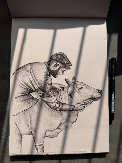 Another angle of the cow sketch, showing the line work and shading done with a fine pen.