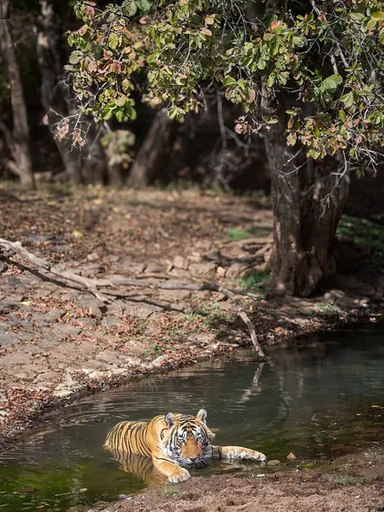 A tiger finds relief from the heat in a waterhole. Summer safaris in Ranthambore offer fantastic opportunities to photograph tigers in and around water, showcasing their natural behaviors.