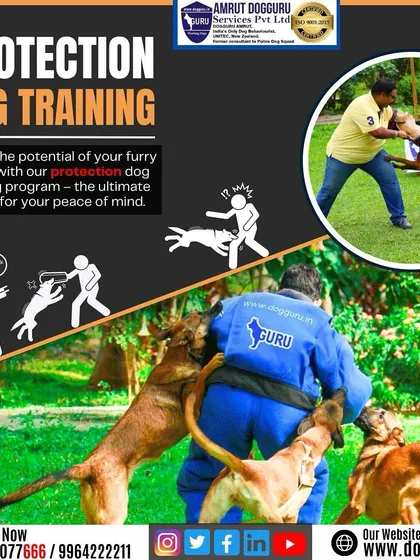 A dynamic view of our protection training program, where multiple Belgian Malinois work together in a simulated threat scenario. This advanced training builds their confidence and teaches them to handle complex, high-pressure situations.