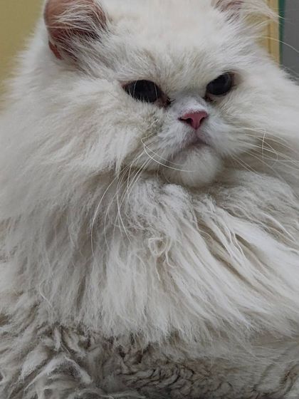 Sammy's Nest - Home Boarding for Small Pets Happy Cats: Our Boarding Guests photo 47