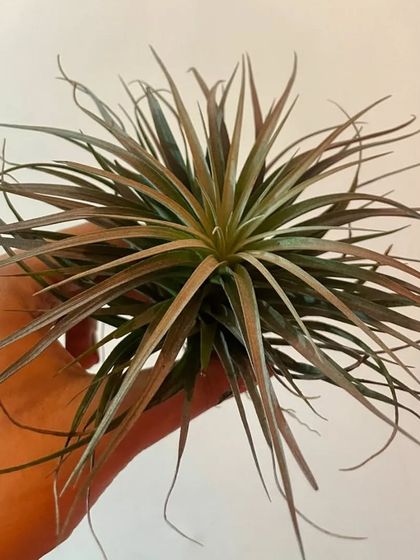 A close-up of a beautiful air plant. They make fascinating and low-maintenance pets.