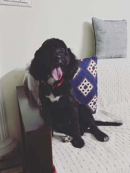 Lola the Cocker Spaniel looking happy and relaxed. I only board spayed or neutered dogs to ensure a calm and safe social environment for everyone.