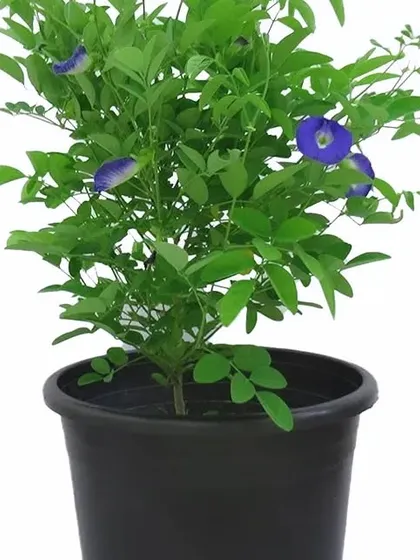 The blue-flowering Aparajita plant (Clitoria ternatea). It's a beautiful vine that is considered auspicious and is easy to grow in a pot.