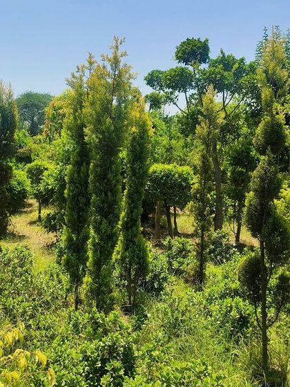 The Golden Cypress is perfect for adding a bright, vertical accent to any landscape. Its golden-yellow foliage provides year-round color and a wonderful texture.