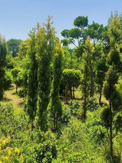Golden Cypress trees add a wonderful vertical accent and bright yellow-green colour to the landscape. They are hardy and look great all year round.