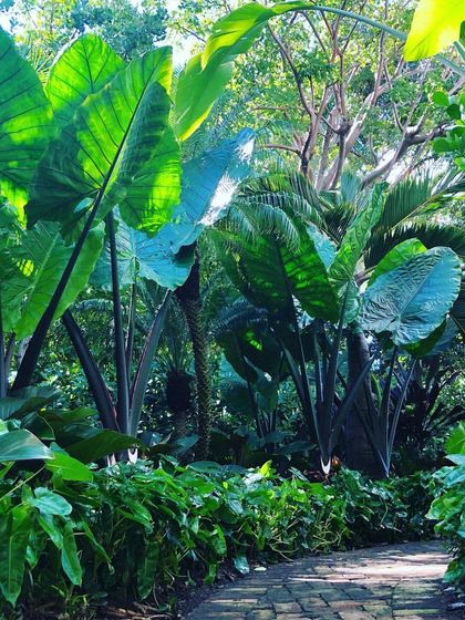 A brick pathway leads through a forest of giant Alocasia plants. The backlighting from the sun makes the large leaves glow, creating a magical and immersive tropical walk.