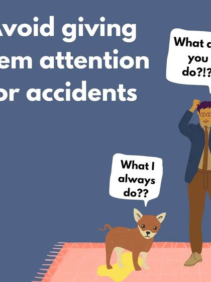 Accidents will happen! It's important not to scold your puppy, as this can create fear. Instead, simply clean it up and focus on rewarding the good potty behavior when it happens.