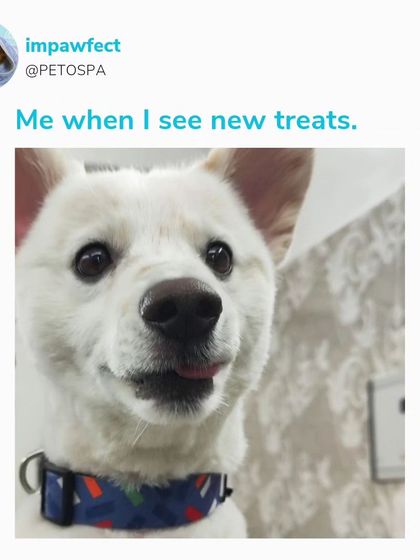 This is the look we love to see. We have a huge variety of new and exciting treats for both dogs and cats, so you can always surprise your furry friend.