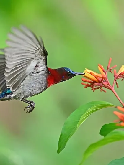 A male Vigor's Sunbird demonstrates remarkable aerial skill, hovering to feed on the nectar of a Scarlet Firebush. This high-energy maneuver is a perfect example of ornithophily, or flower pollination by birds, a beautiful exchange of energy.