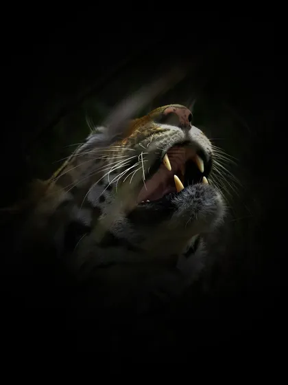 A dramatic, low-key shot of a tiger baring its teeth in the dark. By using the shadows, I wanted to focus entirely on the power of its jaws and canines. This is a display of dominance and a warning, a raw moment of wild instinct.