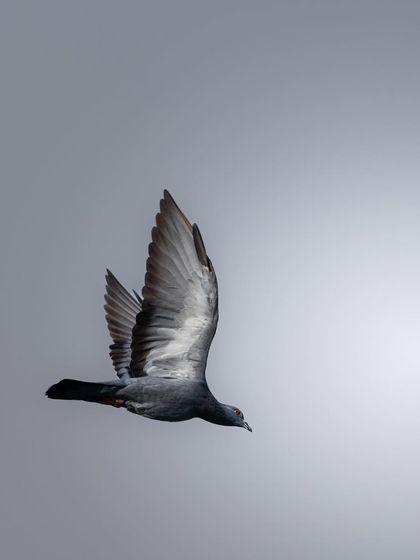 Another shot of a pigeon in flight, this time against a soft, grey sky. The lighting creates a more subdued and graceful mood.