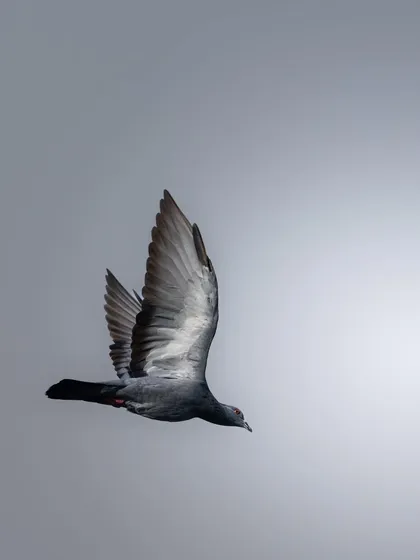 Another shot of a pigeon in flight, this time against a soft, grey sky. The lighting creates a more subdued and graceful mood.