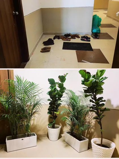 A simple but effective makeover for an apartment entryway. By adding elegant white planters with Areca Palms and Fiddle Leaf Figs, I turned a plain corridor into a welcoming, green entrance.