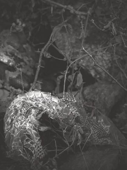 An Indian Rock Python basking near its shed skin. Shedding is a vulnerable time for reptiles, and it was a privilege to observe this.