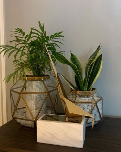 Indoor Plant Styling