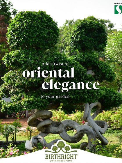 Add a twist of oriental elegance to your garden with this sculpted Ficus Microcarpa. With its striking aerial roots and gracefully twisted trunks, this tree, originating from Southeast Asia, brings a sense of timeless beauty and artistry.