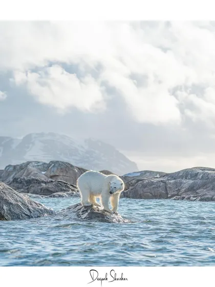 From curious quests on rocky shores to solitary walks across the ice, these images showcase the diverse behaviors and stunning environments of the polar bears we encounter on my Arctic journeys.