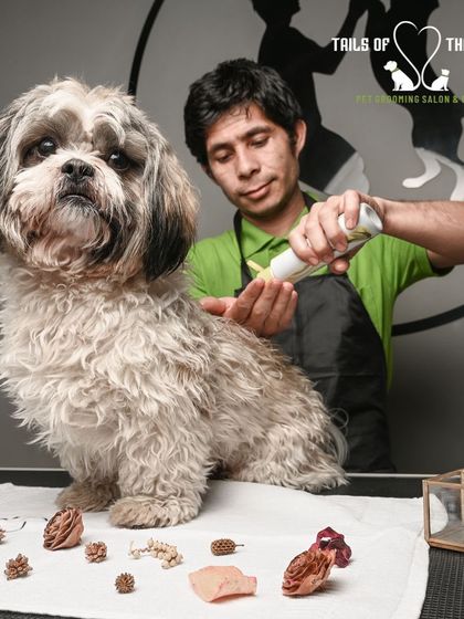Tails of the City - Pet Spa & Creative Styling From Our Photo Shoots photo 8