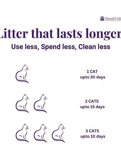 PawsnCollars - Pet Supplies For Our Feline Friends photo 14