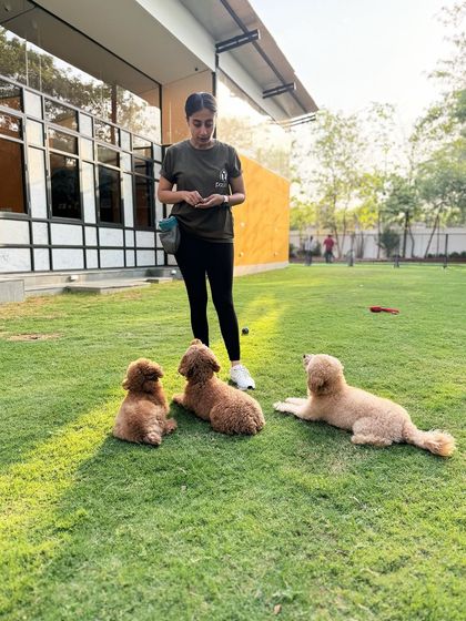 A group of poodles practicing their 'down-stay' together.