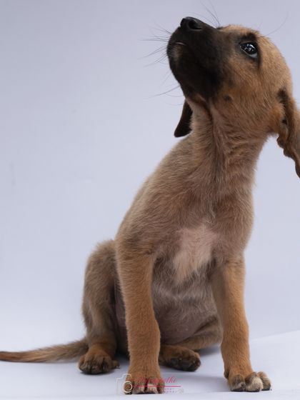 Another shot of the sweet highway rescue puppy, looking up with hope. These photos are crucial for helping them find a family.