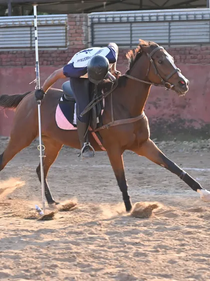 This is the power and precision of tent pegging. Here you see our rider Yashveer Hooda in a gold-winning performance at the Chandigarh Horse Show, demonstrating the intense focus and skill required for this traditional equestrian sport.