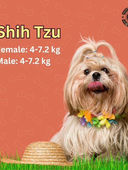Ideal weight range for a Shih Tzu. According to breed standards, both males and females should be between 4-7.2 kg.