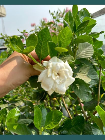 Our Native Plant Showcase photo 28