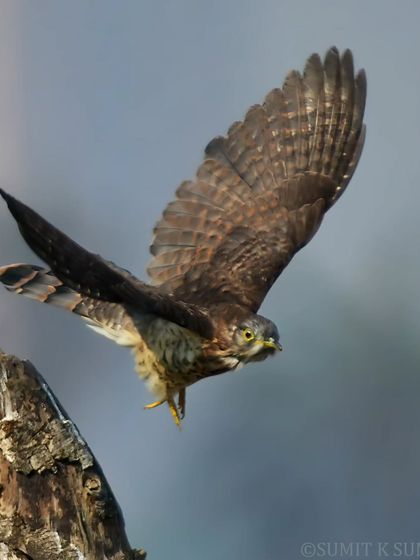 A closer shot of the Common Hawk Cuckoo in flight, its wings spread wide, showcasing the beautiful barring on its feathers.